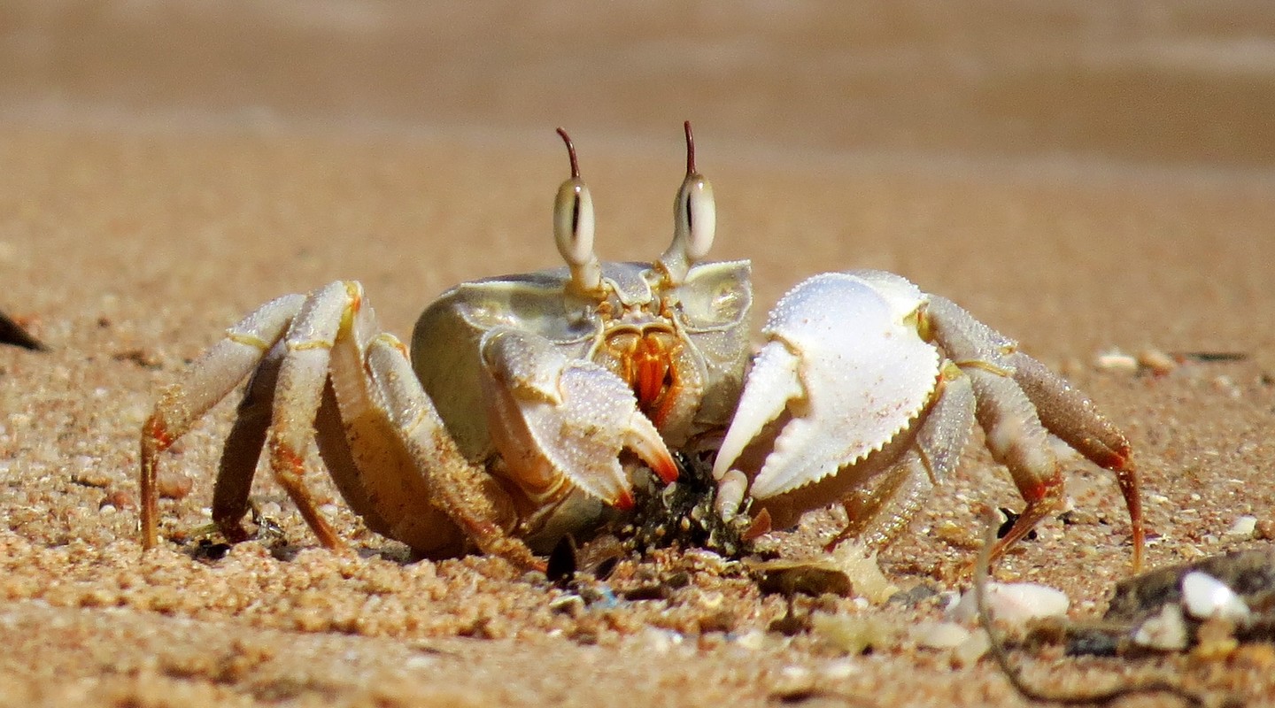 De krab in de groei | Natuurwijzer